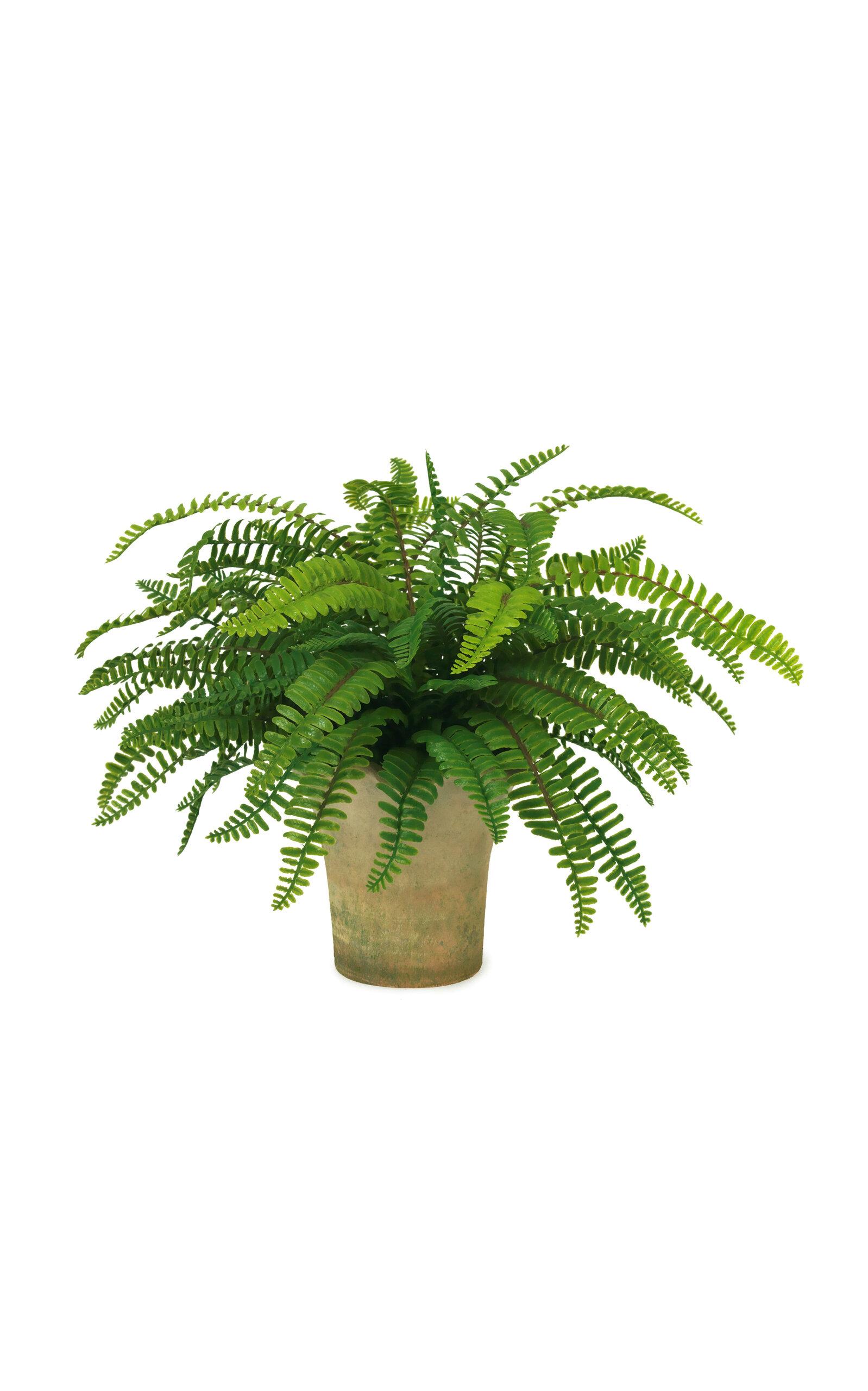 Diane James Designs - Small Boston Fern in Scalloped Mossy Pot - Green - Moda Operandi by DIANE JAMES DESIGNS