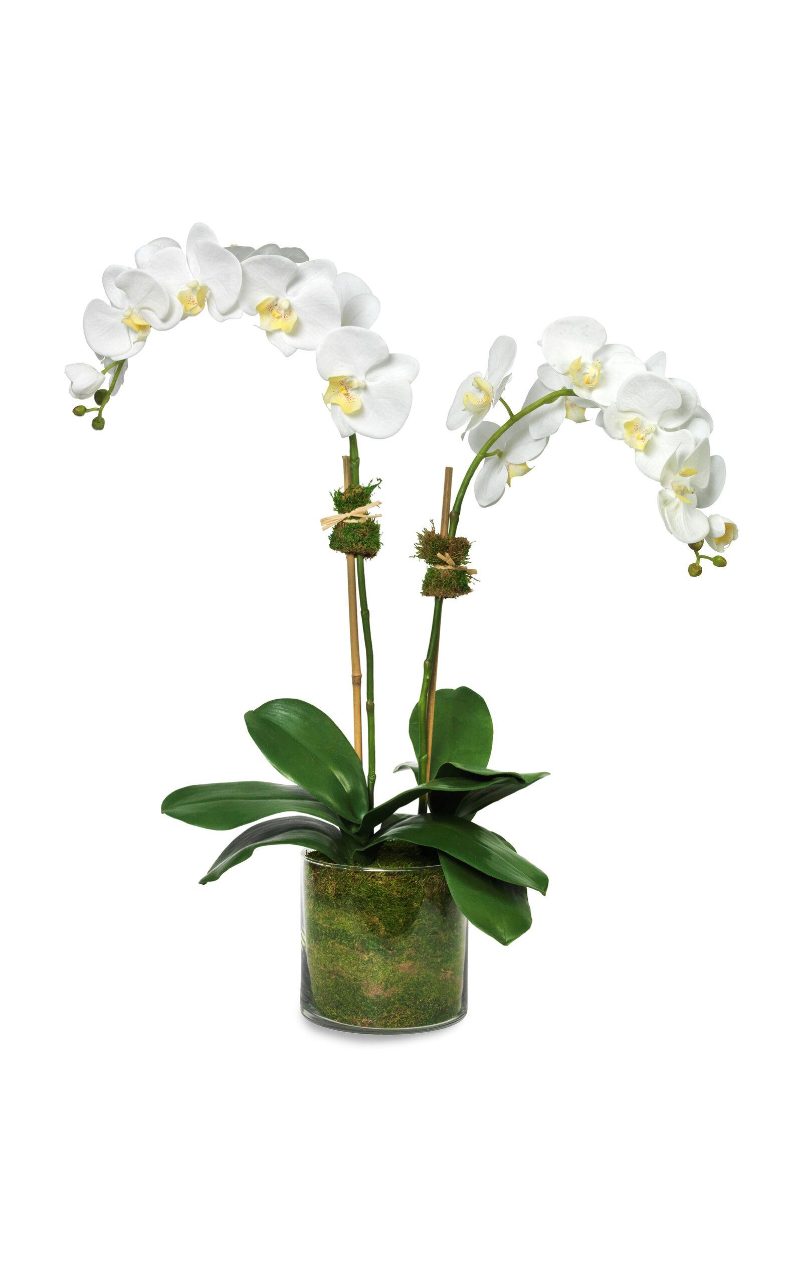 Diane James Designs - White Phalaenopsis Orchid - White - Moda Operandi by DIANE JAMES DESIGNS