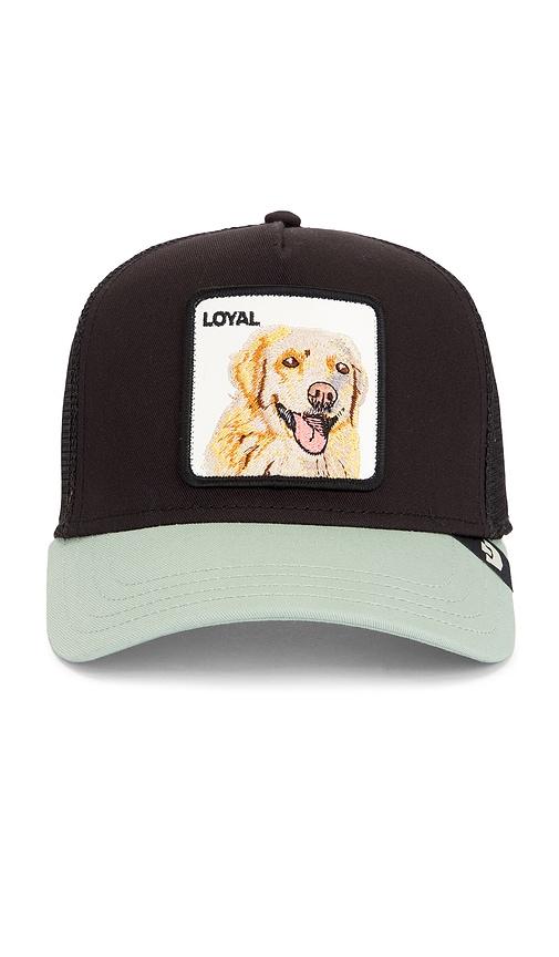 Goorin Brothers The Loyal Dog Trucker Hat in Black by GOORIN BROS