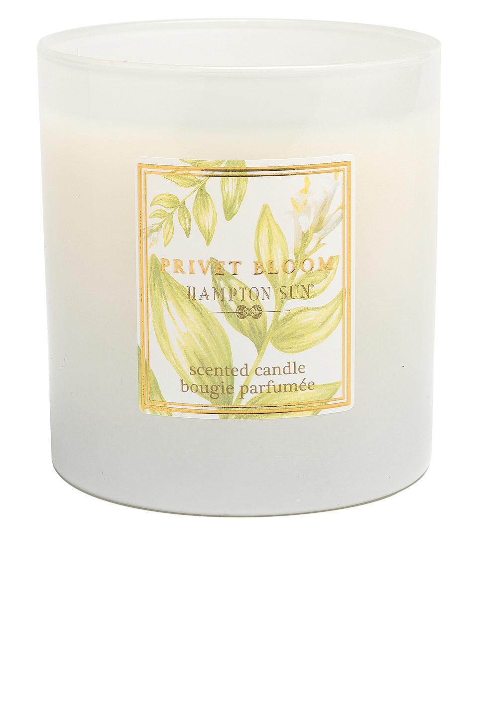 Hampton Sun Privet Bloom Candle in Beauty by HAMPTON SUN