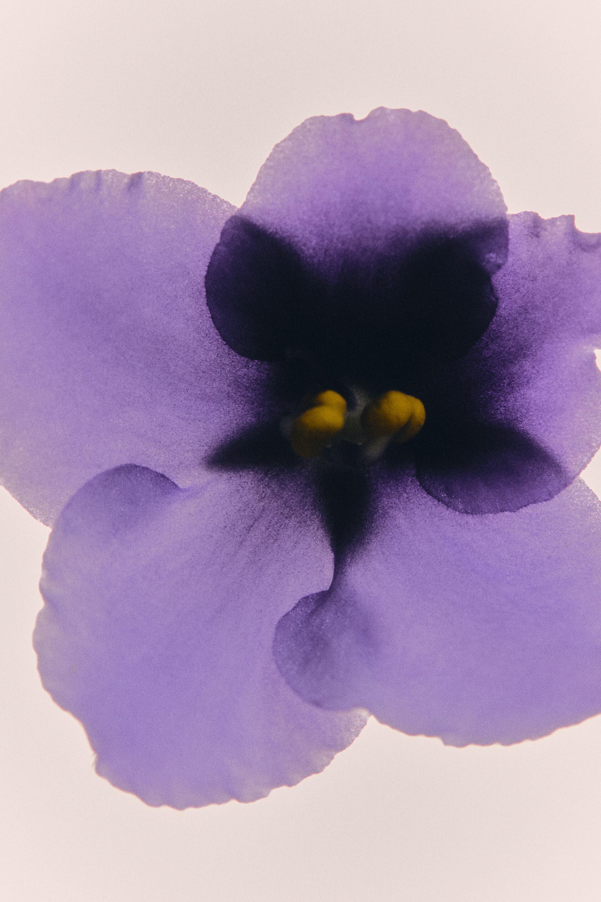 TOB/01 TABAC & JAZZ 100 ML by ZARA